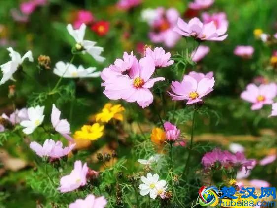 美|五月开在苏州的花