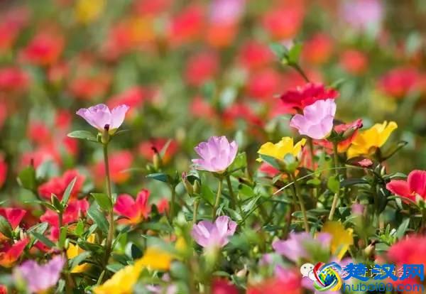 美|五月开在苏州的花