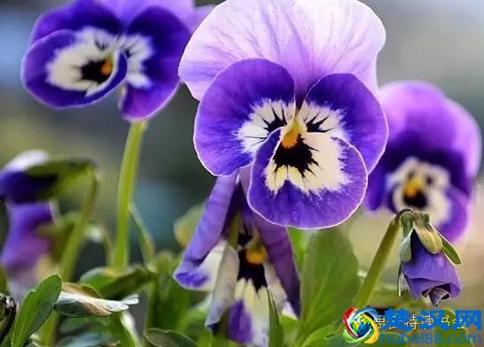 美|五月开在苏州的花