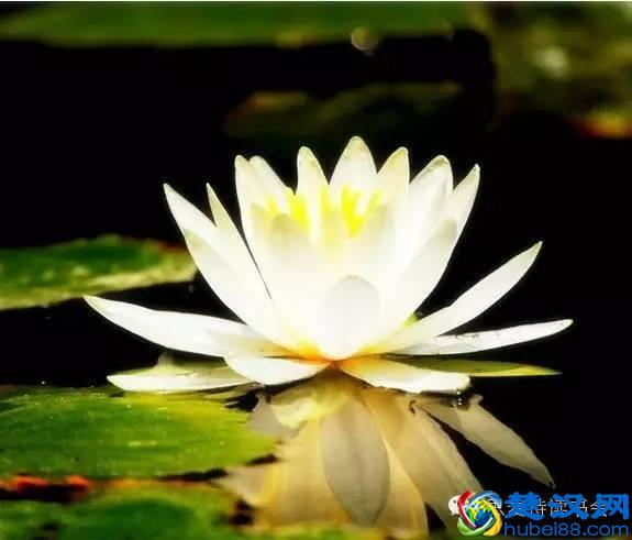 美|五月开在苏州的花