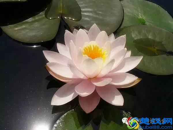 美|五月开在苏州的花