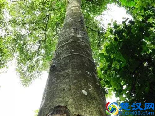 什么才是真正的沉香，沉香又从何而来呢？沉香的功效