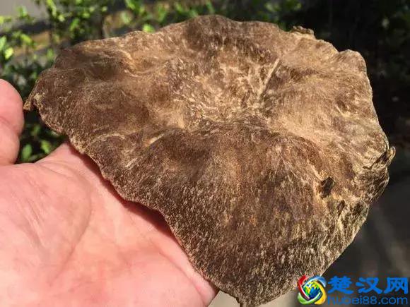 什么才是真正的沉香，沉香又从何而来呢？沉香的功效