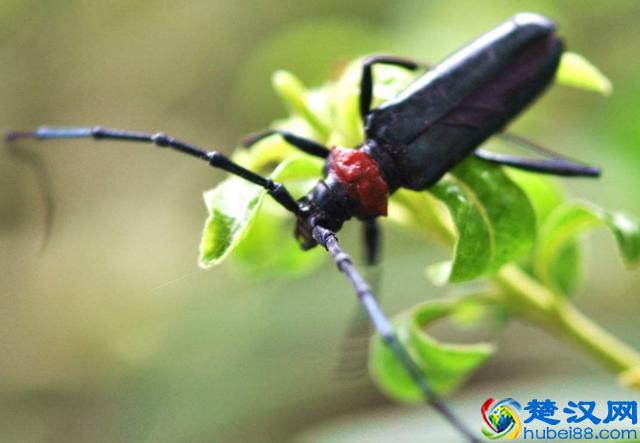 大樱桃的天敌！天牛到底是什么“鬼”