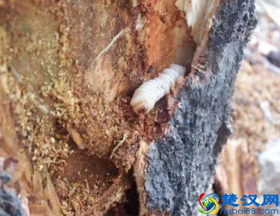 大樱桃的天敌！天牛到底是什么“鬼”