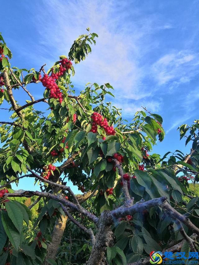 大樱桃的天敌！天牛到底是什么“鬼”