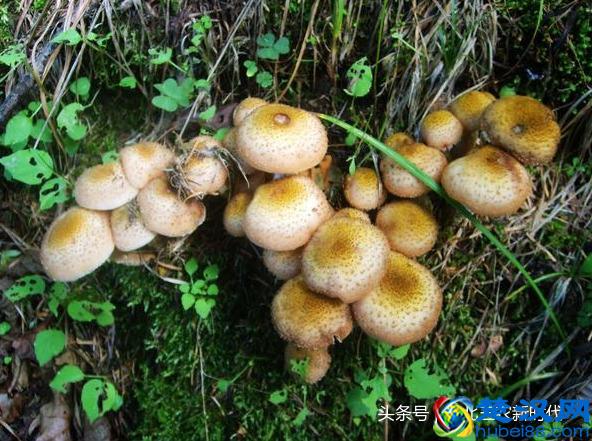 一年一度东北采蘑菇的季节又到了！好多可爱的蘑菇