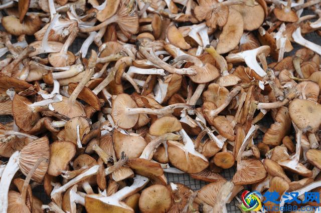 一年一度东北采蘑菇的季节又到了！好多可爱的蘑菇