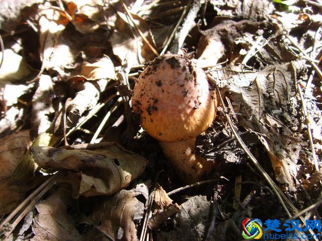 一年一度东北采蘑菇的季节又到了！好多可爱的蘑菇