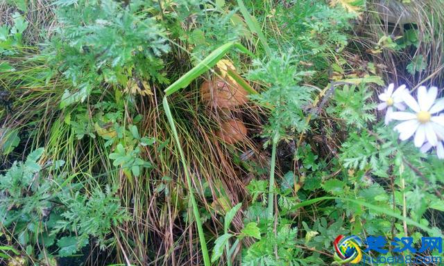 一年一度东北采蘑菇的季节又到了！好多可爱的蘑菇