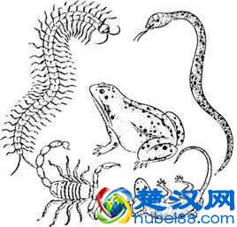 五月初五，今日端午！这些习俗要谨记