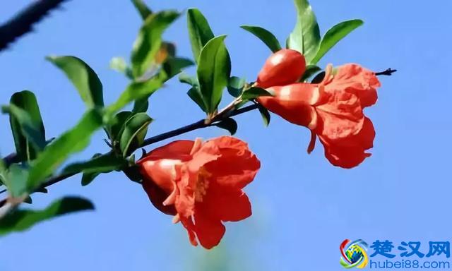 五月初五，今日端午！这些习俗要谨记