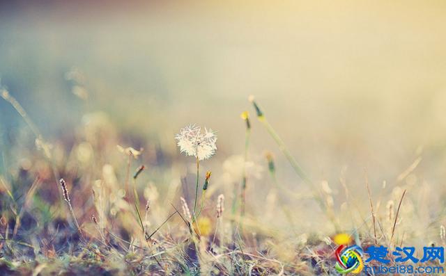 人呐，做什么也别做白眼狼！（经典好文）