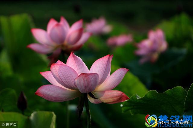 人活着到底是为了什么？十句话告诉你，把人生讲透了！