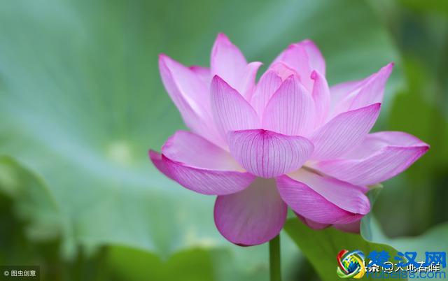 人活着到底是为了什么？十句话告诉你，把人生讲透了！