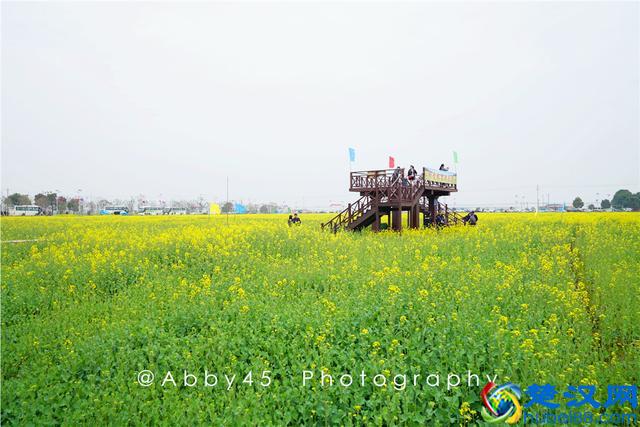 武汉人山人海皆因花海，继樱花大火之后，5万亩油菜花地红遍抖音