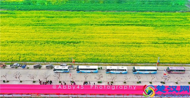 武汉人山人海皆因花海，继樱花大火之后，5万亩油菜花地红遍抖音