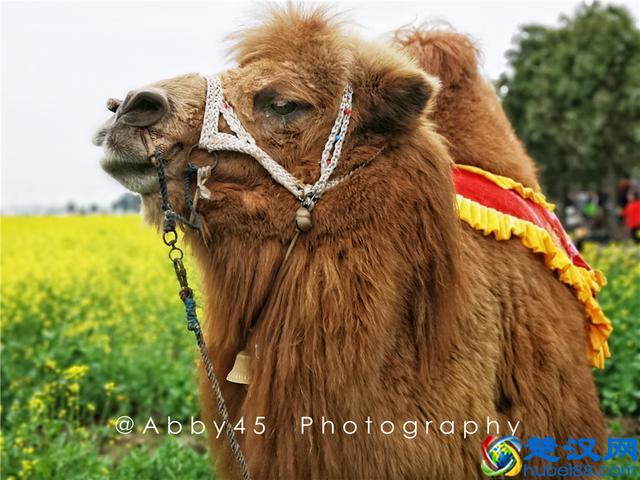 武汉人山人海皆因花海，继樱花大火之后，5万亩油菜花地红遍抖音
