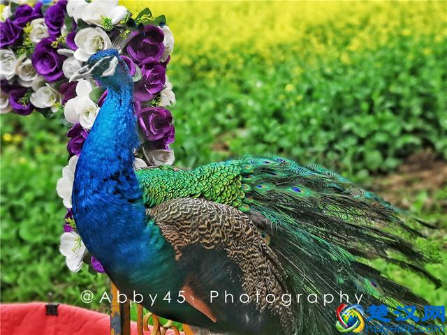 武汉人山人海皆因花海，继樱花大火之后，5万亩油菜花地红遍抖音