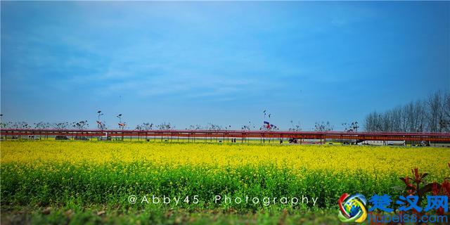武汉人山人海皆因花海，继樱花大火之后，5万亩油菜花地红遍抖音