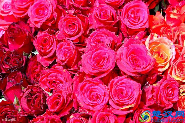 情人节要送多少朵玫瑰花？花的数量都代表什么意思