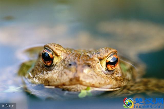 癞蛤蟆有毒不能吃？其实这3个部位作用很大