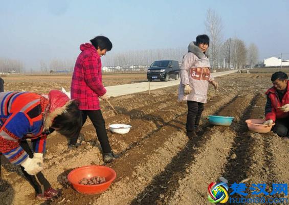农村致富项目，种植什么最赚钱？来听听湖南种植大户怎么说