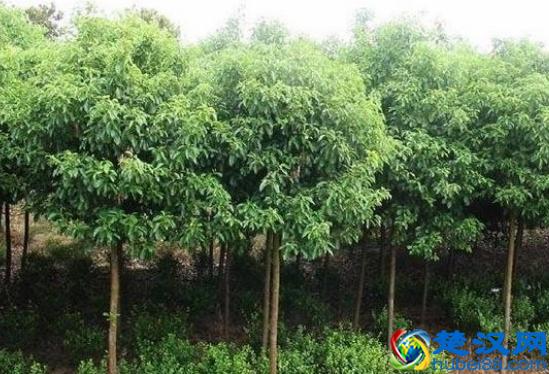 农村致富项目，种植什么最赚钱？来听听湖南种植大户怎么说