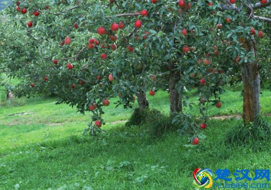 农村致富项目，种植什么最赚钱？来听听湖南种植大户怎么说