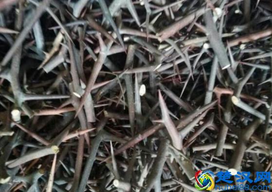 农村致富项目，种植什么最赚钱？来听听湖南种植大户怎么说