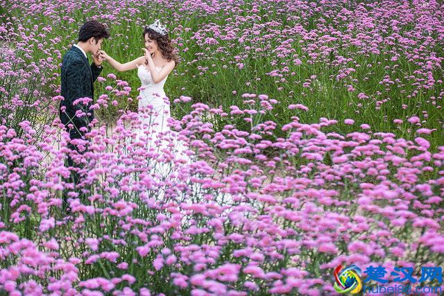 薰衣草代表了爱情，薰衣草花语，原来还有这么多含义？