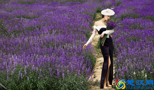 薰衣草代表了爱情，薰衣草花语，原来还有这么多含义？