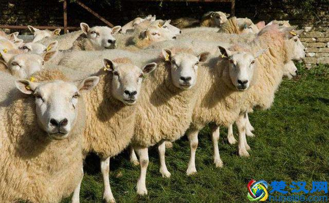 2019年养啥好？专家逐个分析，说出来你能不信