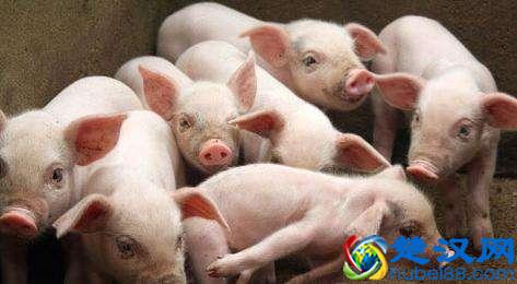 2019年养啥好？专家逐个分析，说出来你能不信