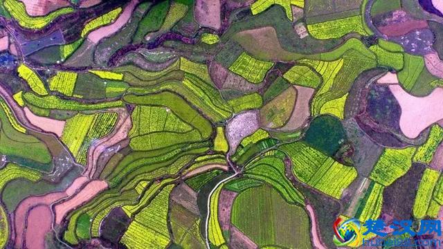 2019年国家先给钱后建设的4类农业产业项目，最多补贴1个亿