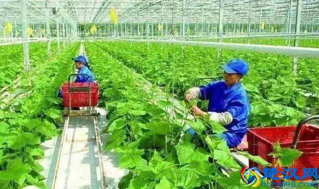 2019年国家先给钱后建设的4类农业产业项目，最多补贴1个亿