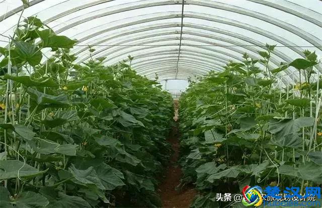 2019年国家扶持的种植项目