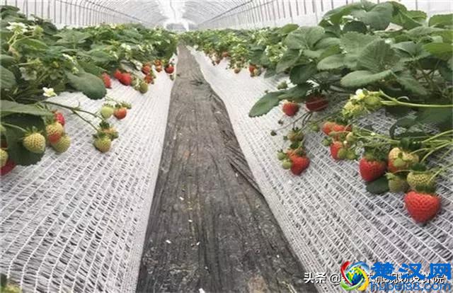 2019年国家扶持的种植项目