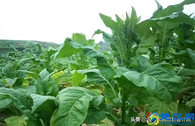 2019年国家扶持的种植项目