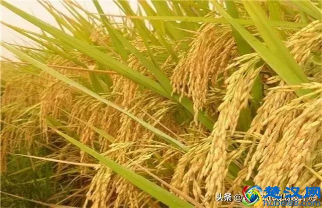 2019年国家扶持的种植项目