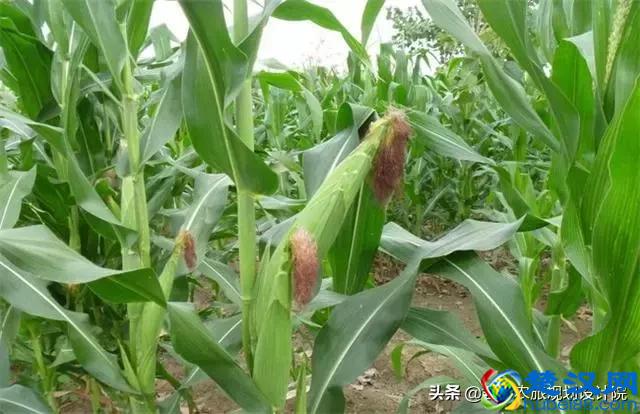 2019年国家扶持的种植项目