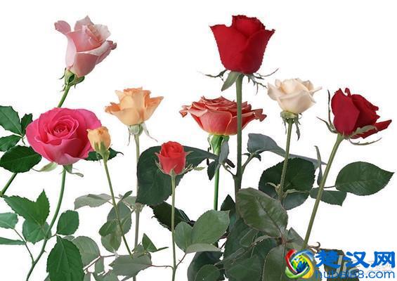 九朵玫瑰代表什么意思，艾逸网收集