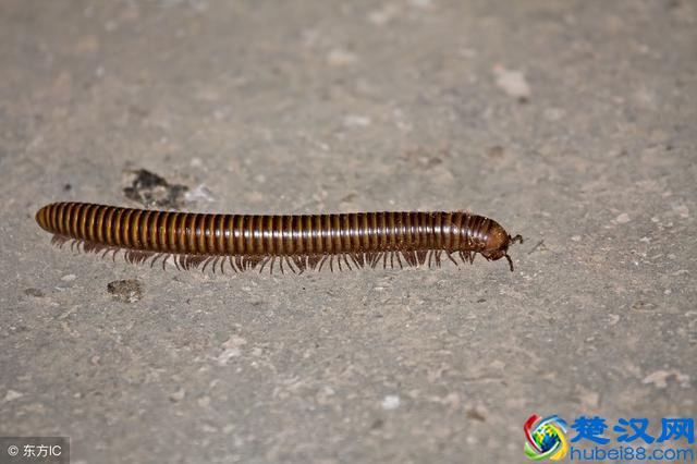 潮湿天气，农村家里出现最多的一种可怕虫子，你注意到了吗？