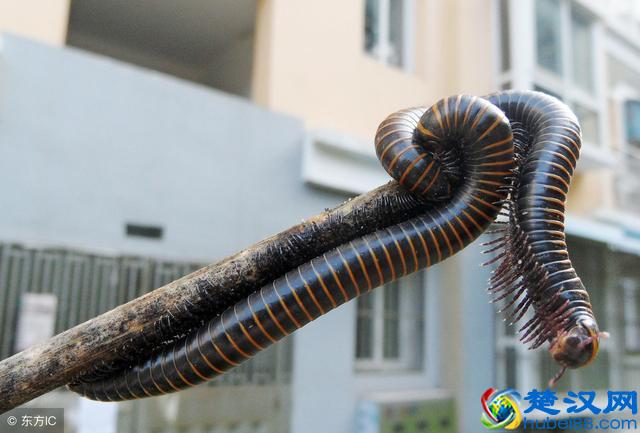 潮湿天气，农村家里出现最多的一种可怕虫子，你注意到了吗？