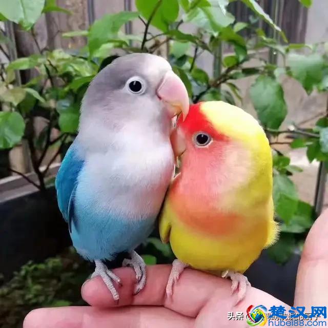 四种常见方法：帮你三秒分辨牡丹鹦鹉公母 原来这么简单值得收藏