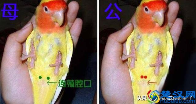 四种常见方法：帮你三秒分辨牡丹鹦鹉公母 原来这么简单值得收藏