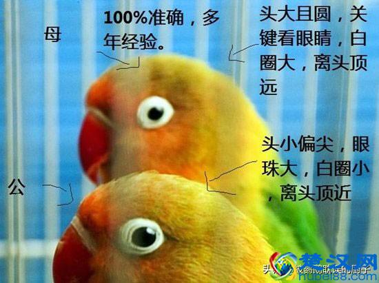 四种常见方法：帮你三秒分辨牡丹鹦鹉公母 原来这么简单值得收藏