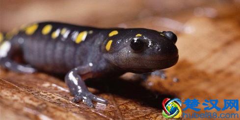 蝾螈与娃娃鱼的区别介绍，蝾螈具有剧毒不宜饲养！