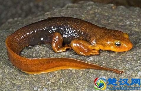 蝾螈与娃娃鱼的区别介绍，蝾螈具有剧毒不宜饲养！
