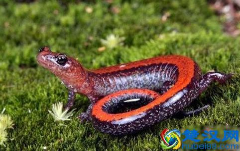 蝾螈与娃娃鱼的区别介绍，蝾螈具有剧毒不宜饲养！